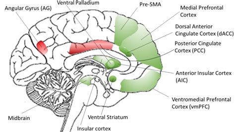 ventral striatum|ventral striatum reward.